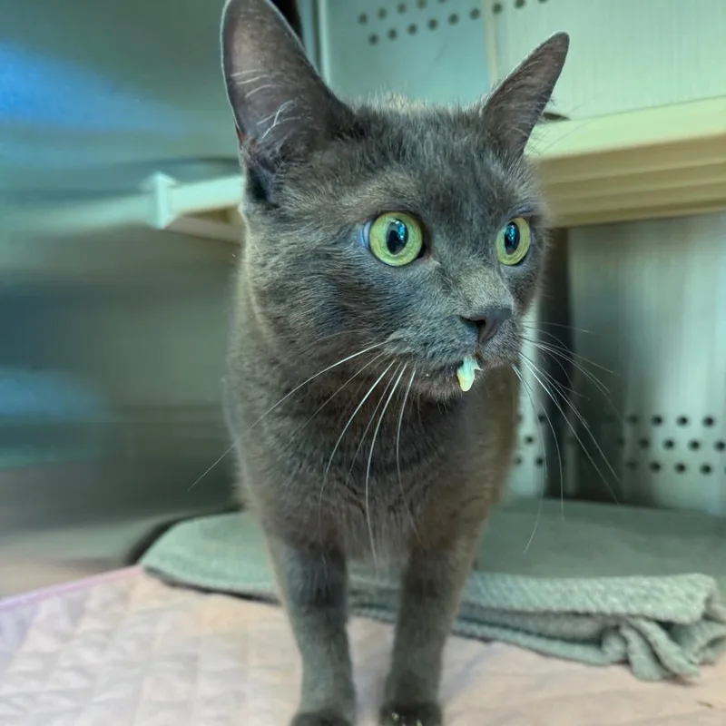 An adult large-sized female Domestic Short Hair cat named Razzle for adoption in Norman, OK