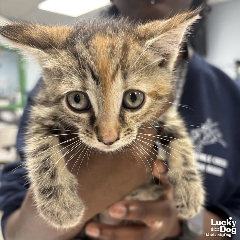 A baby medium-sized female Domestic Short Hair cat named My Rarity for adoption in Washington, DC