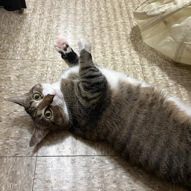 A young large-sized male Tabby (Brown / Chocolate) Domestic Short Hair cat named Roscoe for adoption in Worcester, MA