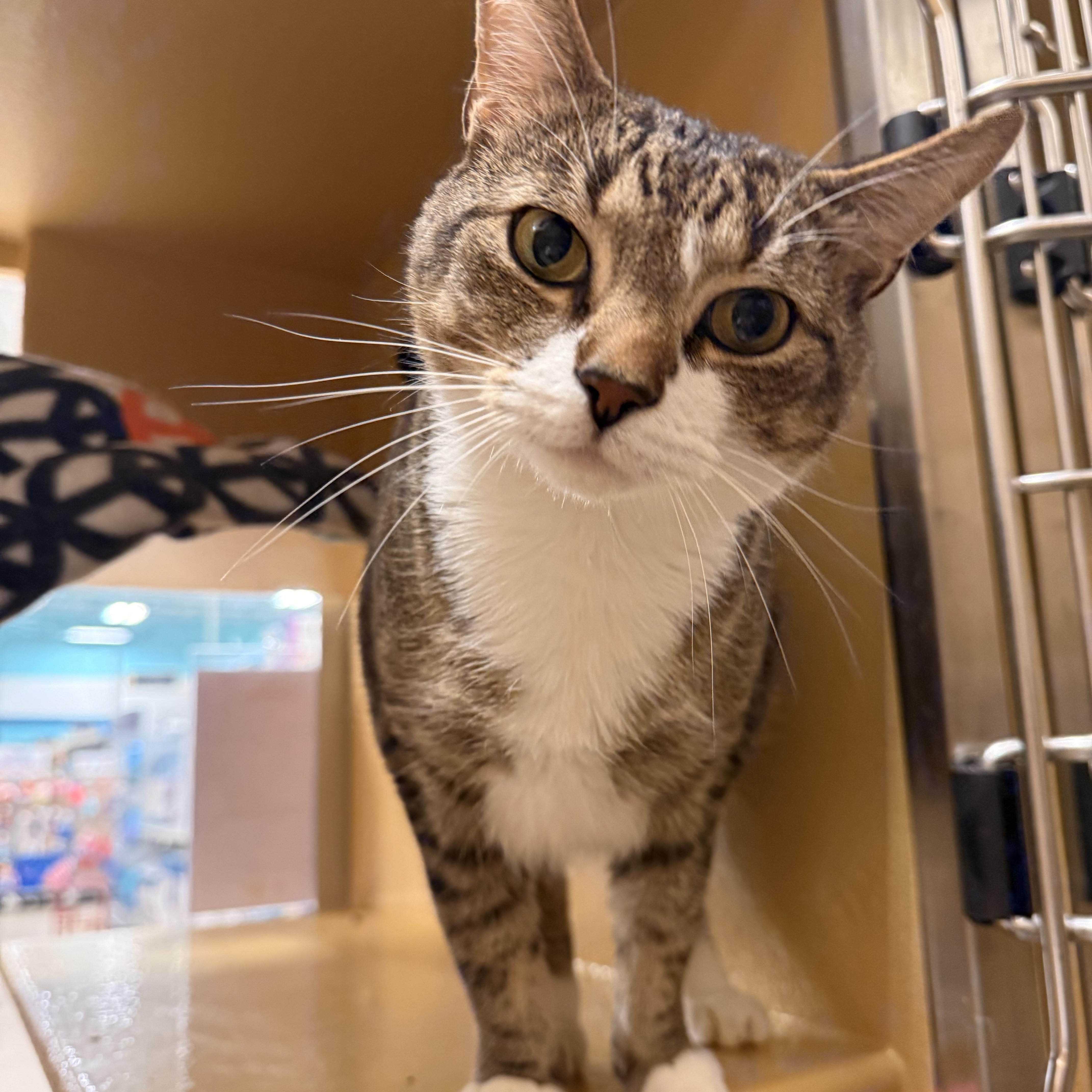 Roscoe thumbnail 2