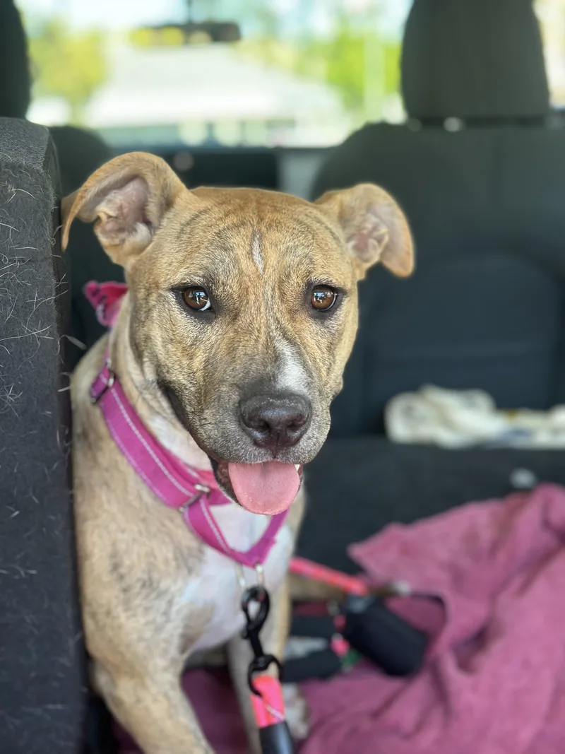 Roxy thumbnail 6