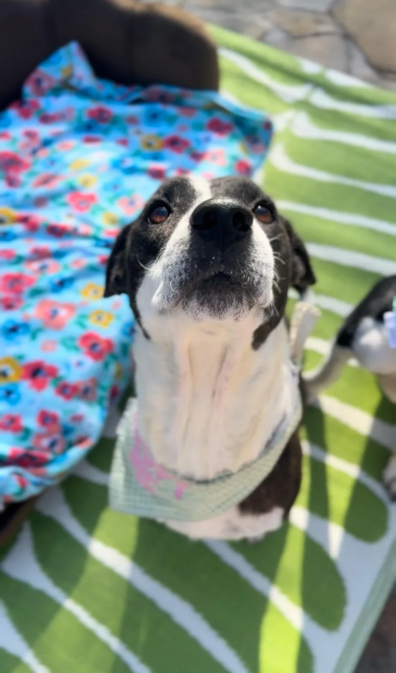 An adult medium-sized female White / Cream Mountain Cur dog named Starlight for adoption in Houston, TX