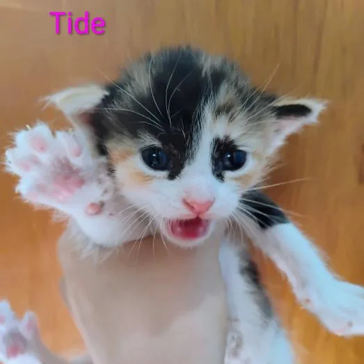 Tide thumbnail 3