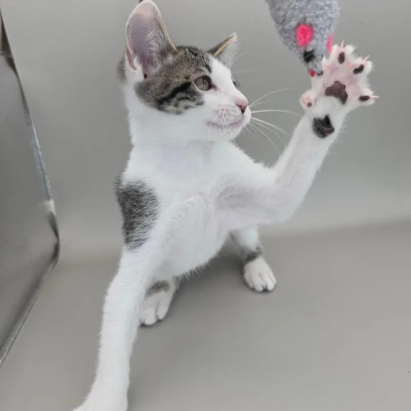 A baby small-sized female White Domestic Short Hair cat named Molly for adoption in Williston, FL