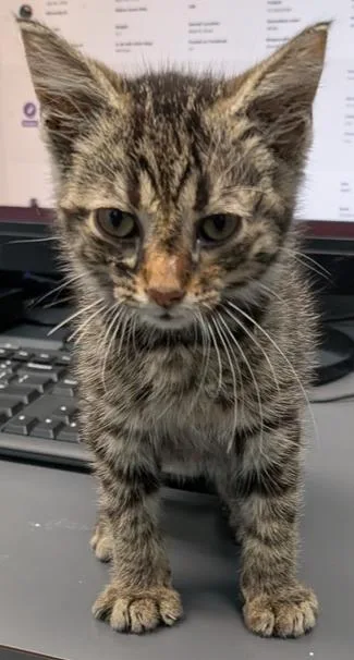 A baby small-sized male Tabby (Brown / Chocolate) Domestic Short Hair cat named Bubba for adoption in Evansville, IN