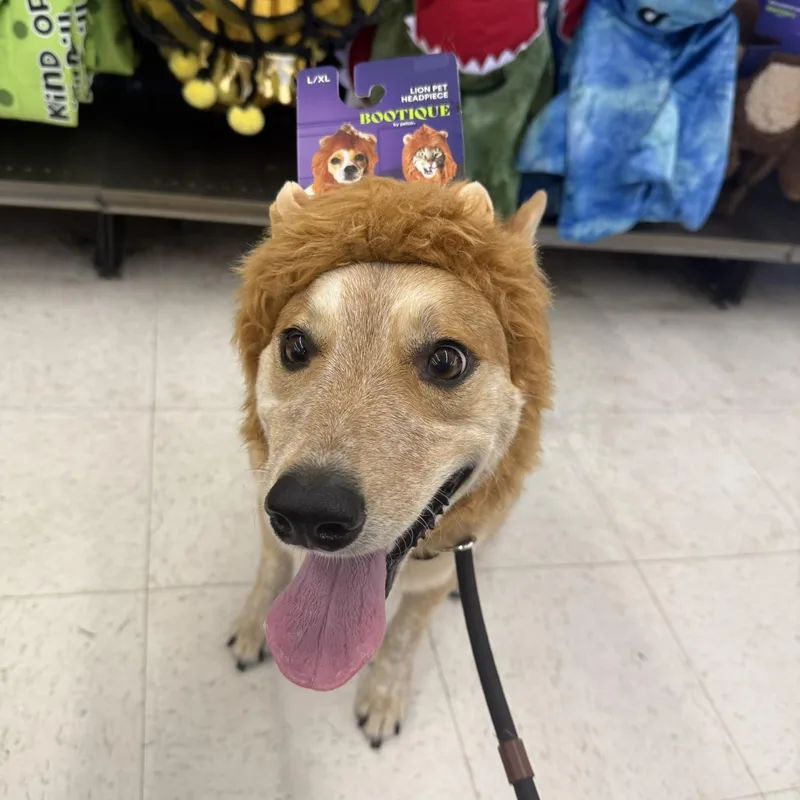 An adult medium-sized male Australian Cattle Dog / Blue Heeler dog named Duke for adoption in San Diego, CA