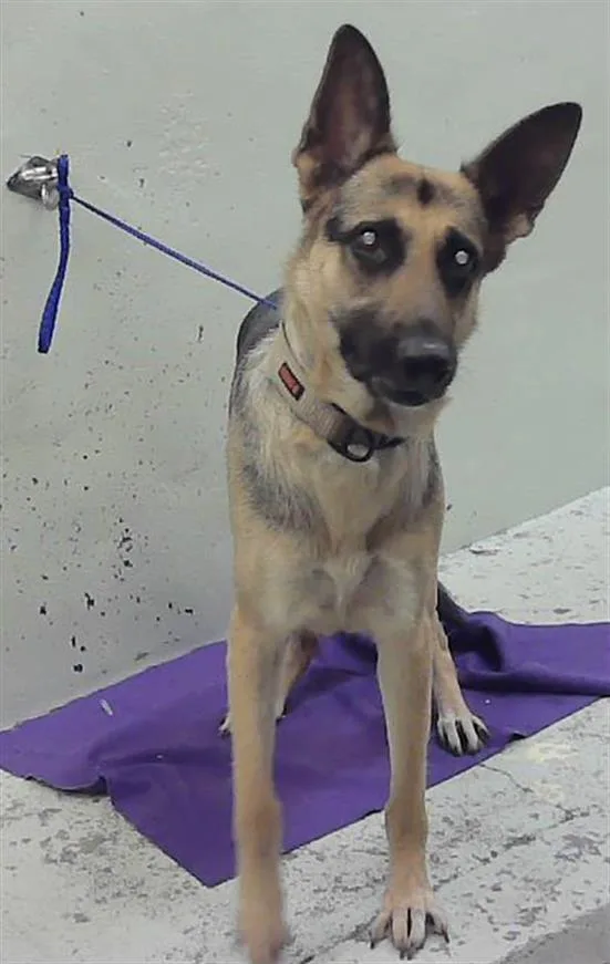 An adult medium-sized female German Shepherd Dog dog named Pixy Jones for adoption in Houston, TX