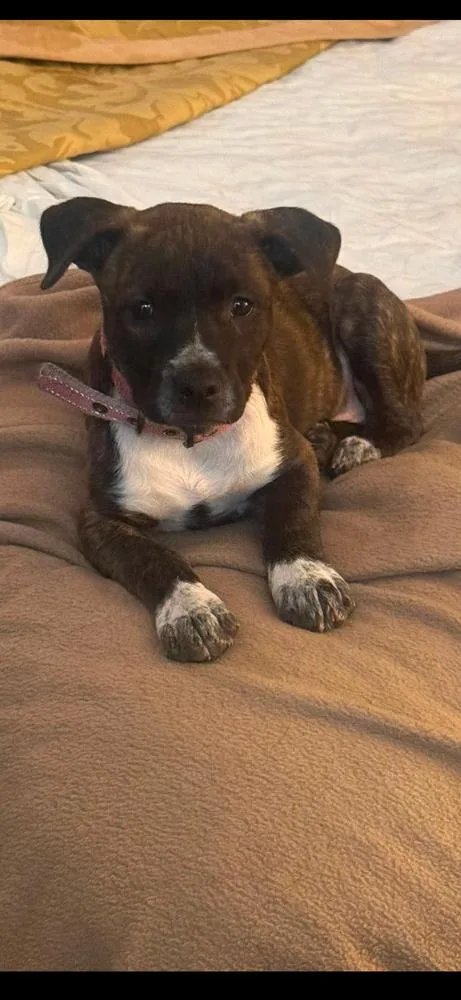 A baby medium-sized female Staffordshire Bull Terrier dog named Eevie for adoption in Vancouver, WA