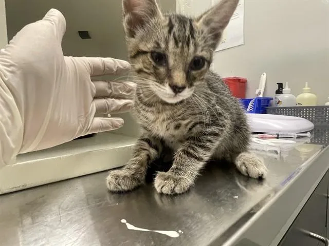A baby small-sized male Domestic Medium Hair cat named Luigi for adoption in Ontario, CA