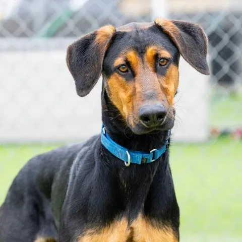 A young large-sized male Doberman Pinscher dog named Samson for adoption in Camarillo, CA