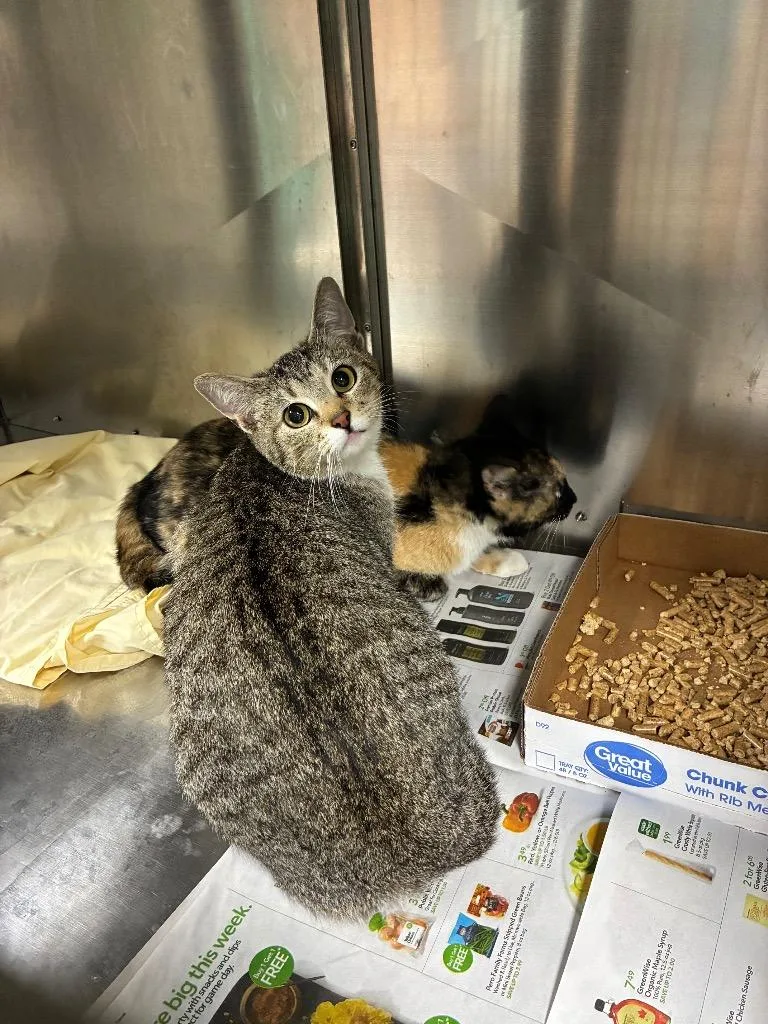 A young medium-sized female Abyssinian cat named Momma Bloom for adoption in Chickamauga , GA