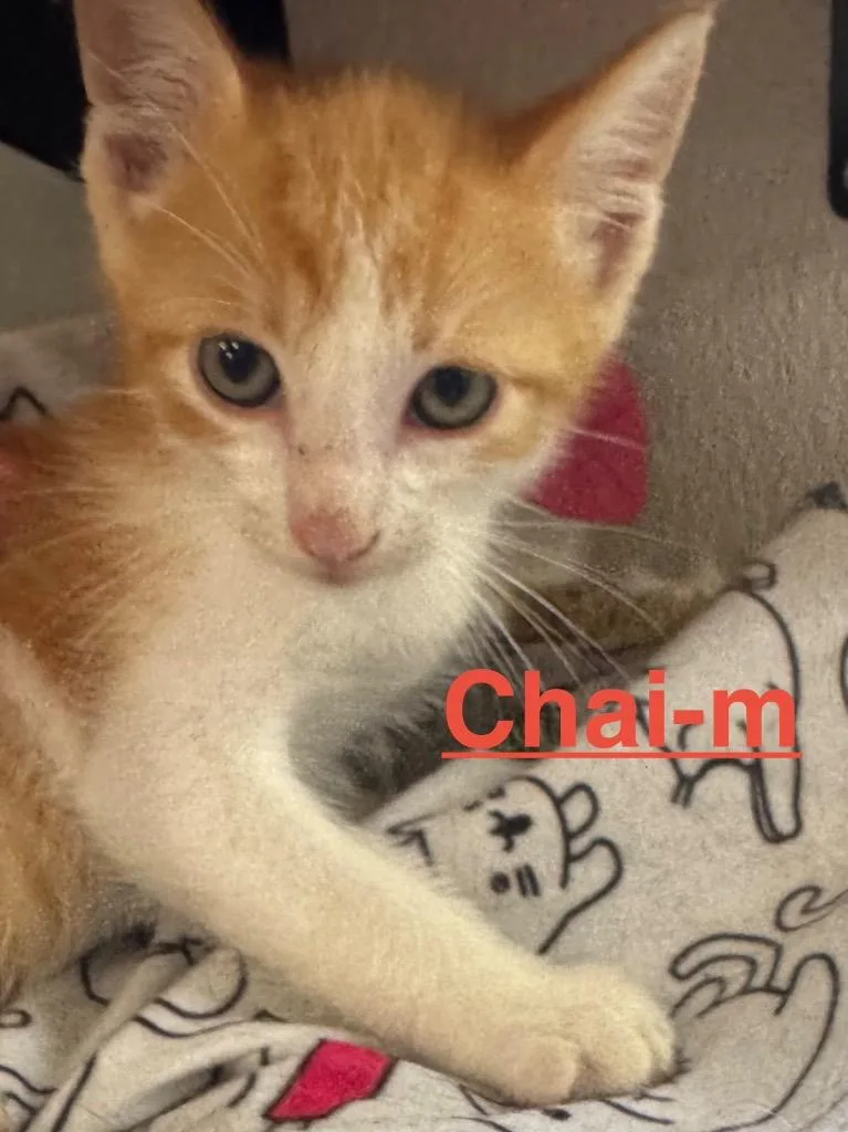 Chai