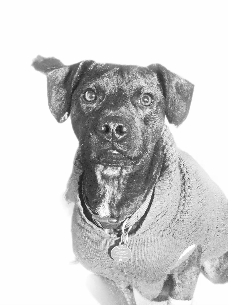 A young medium-sized male Mixed Breed dog named Larry for adoption in Cincinnati, OH