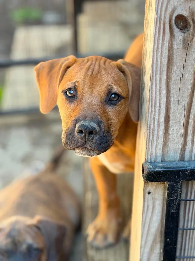 A baby medium-sized female Yellow / Tan / Blond / Fawn Mixed Breed dog named Lena for adoption in BONIFAY, FL