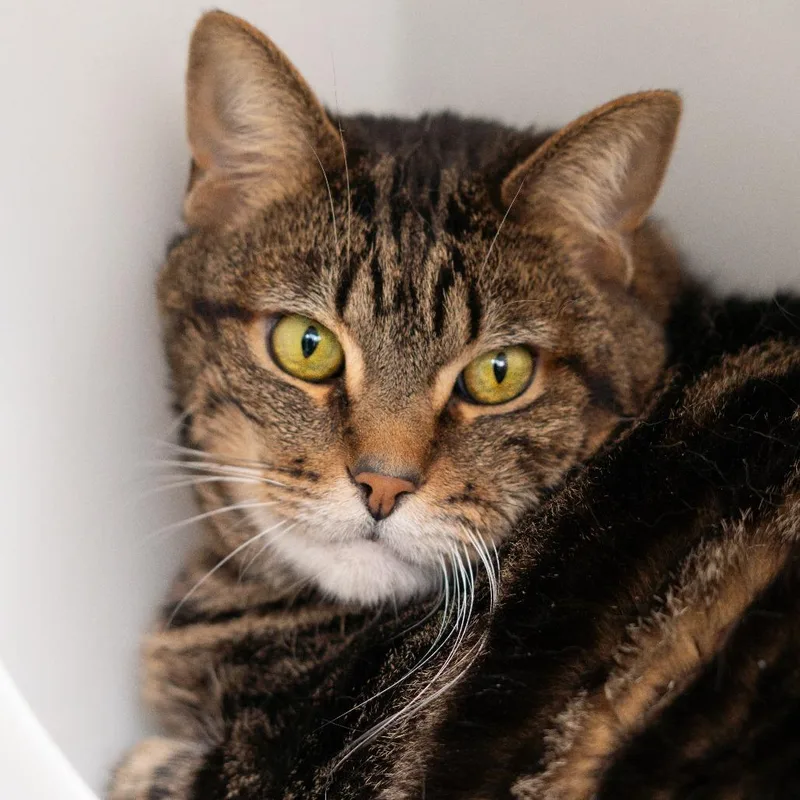 A senior large-sized female Brown / Chocolate Domestic Short Hair cat named Darcy for adoption in Lakewood, CO