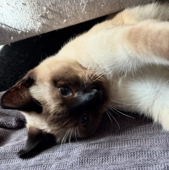 Sonny thumbnail 2