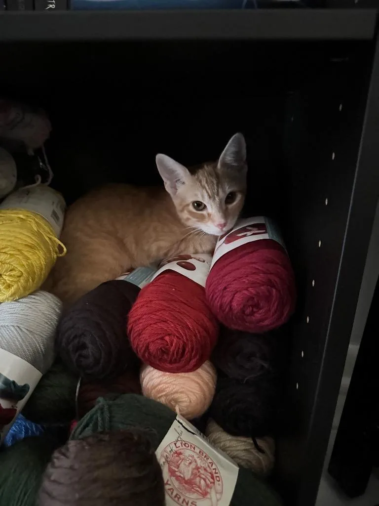 A baby large-sized female Domestic Short Hair cat named Pumpkin for adoption in Fort Myers, FL