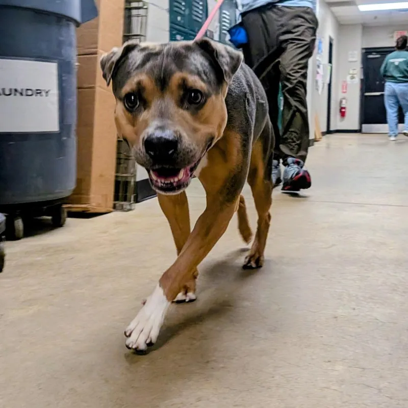 A young medium-sized male Brown / Chocolate Mixed Breed dog named Ruckus for adoption in Grand Rapids, MI