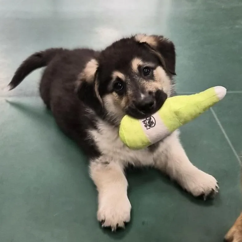 Kodiak Bear thumbnail 2