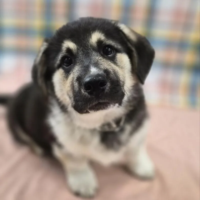 Kodiak Bear thumbnail 3