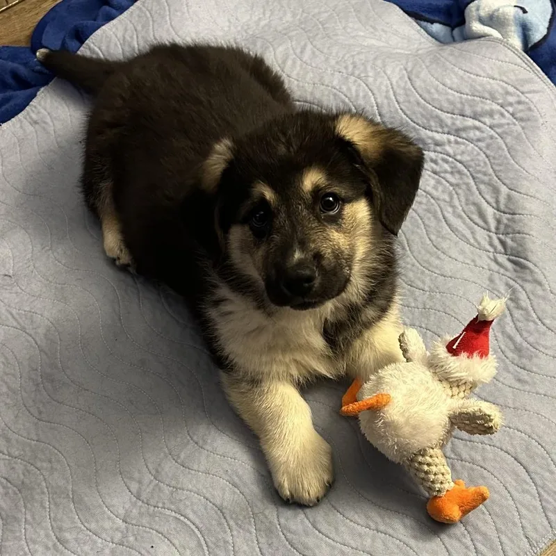 Kodiak Bear thumbnail 4