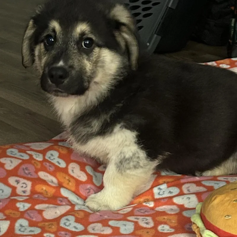 Kodiak Bear thumbnail 5