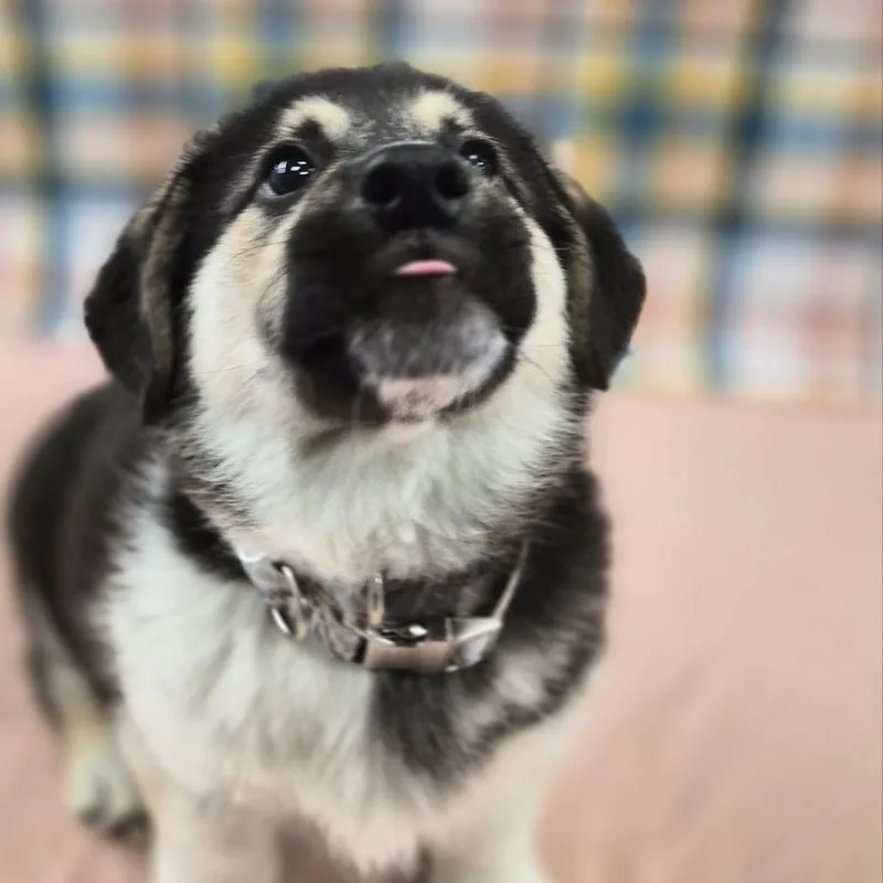 Kodiak Bear thumbnail 6