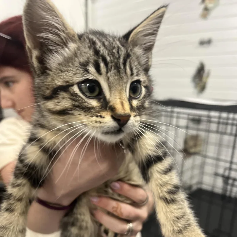 A baby small-sized male Brown / Chocolate Domestic Short Hair cat named Birch for adoption in Idaho Falls, ID