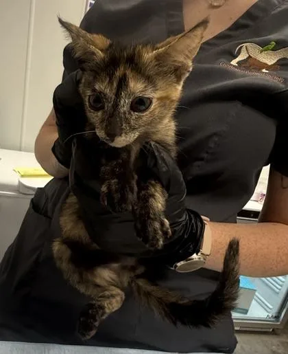 A young small-sized female Domestic Short Hair cat named B Anna for adoption in North Charleston, SC