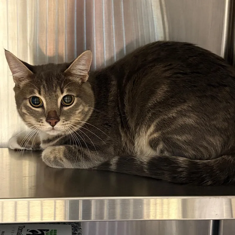 An adult medium-sized male Gray / Blue / Silver Domestic Short Hair cat named River for adoption in League City, TX
