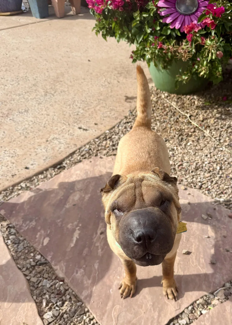 An adult medium-sized female Shar-Pei dog named Sienna for adoption in Lake Forest, CA