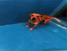 An adult medium-sized male Mixed Breed dog named Papi  A for adoption in West Chester, PA