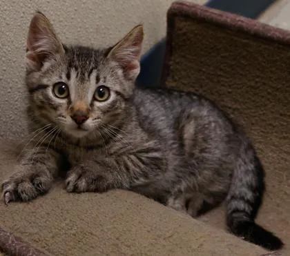 A baby small-sized male Domestic Short Hair cat named Sansa for adoption in Baraboo, WI