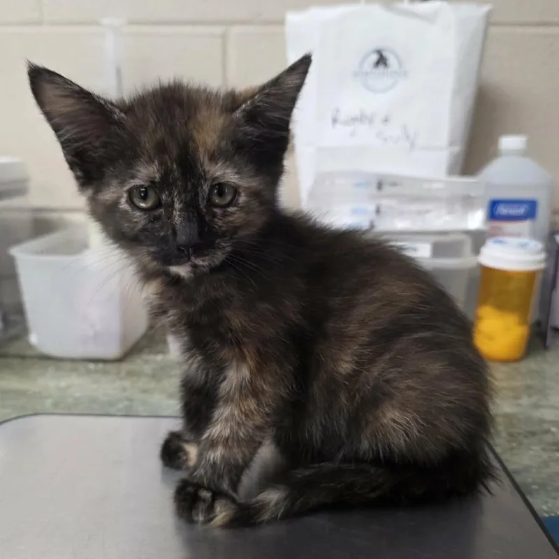 A baby small-sized female Torbie Domestic Medium Hair cat named Lily for adoption in Hamilton, GA
