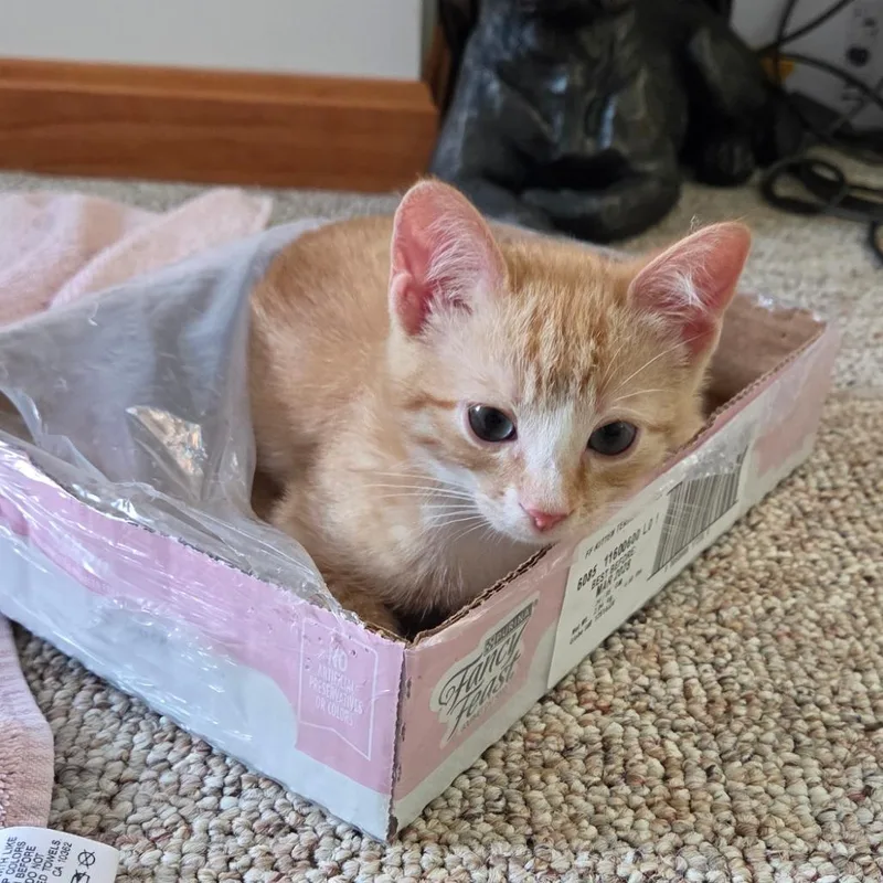 A baby small-sized female Orange / Red Domestic Short Hair cat named MozzarellaAT PETCO for adoption in Birdsboro, PA