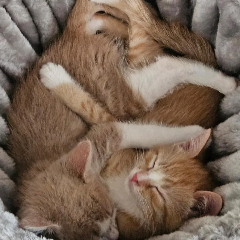 MozzarellaAT PETCO thumbnail 2