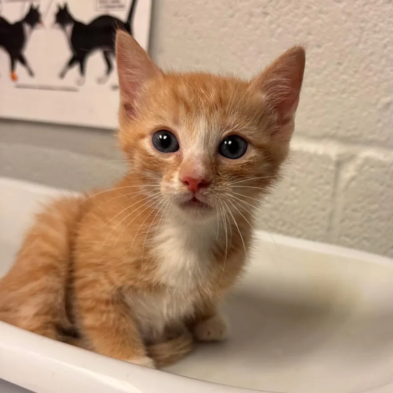 MozzarellaAT PETCO thumbnail 3