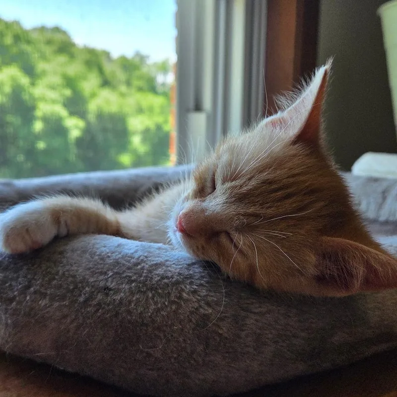 MozzarellaAT PETCO thumbnail 4