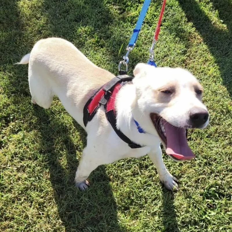 A baby medium-sized male White / Cream Labrador Retriever dog named .Casper for adoption in Hillsborough, NJ