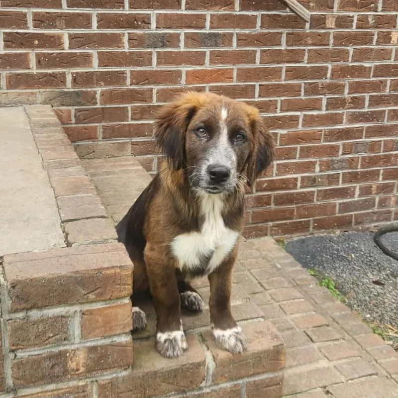 A baby medium-sized male Brown / Chocolate Mixed Breed dog named Cassette Tape for adoption in Charlottesville, VA