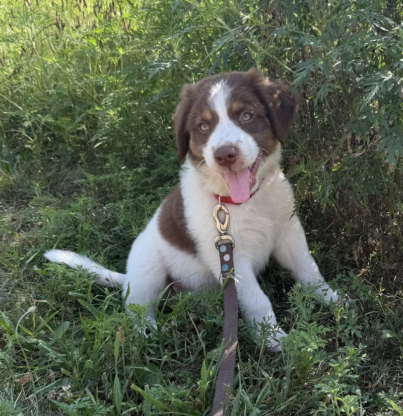 A baby medium-sized male Australian Shepherd dog named Woody for adoption in West Des Moines, IA