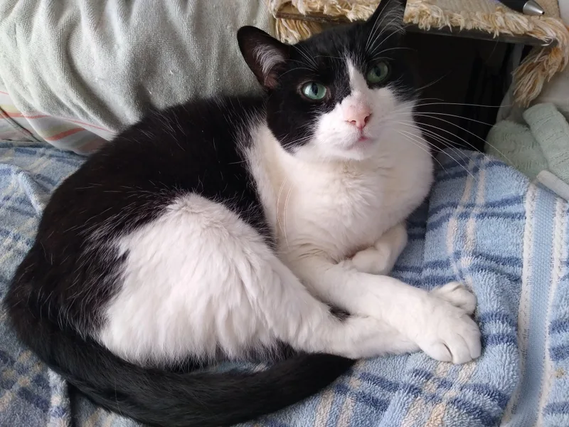 A senior large-sized male Domestic Short Hair cat named Bandit CP for adoption in New Baltimore, MI