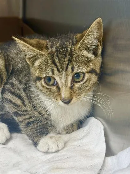 An adult medium-sized female Domestic Short Hair cat named Julie for adoption in West Chester, PA