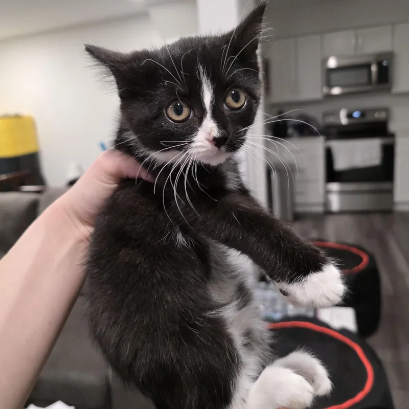 A baby medium-sized female Black & White / Tuxedo Domestic Short Hair cat named Trix for adoption in Moriches, NY
