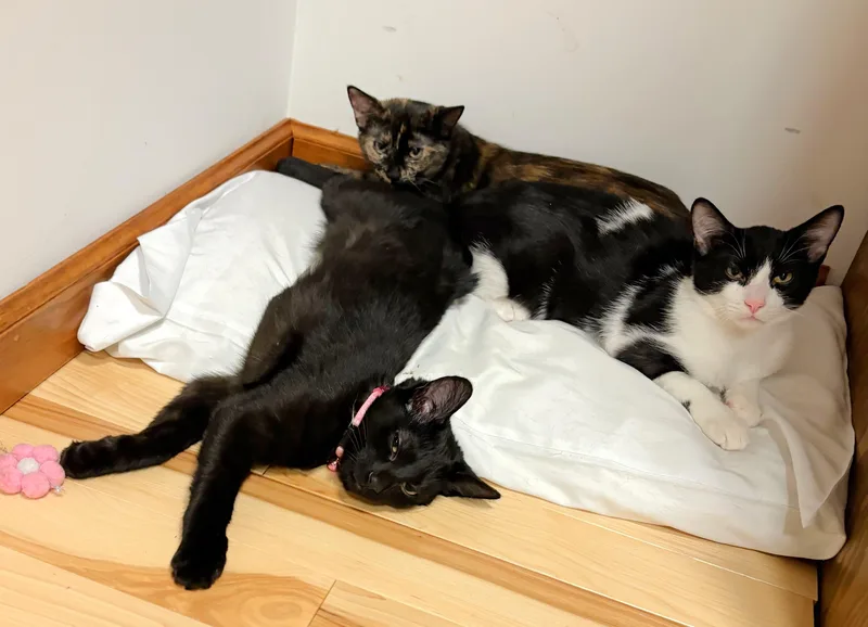 A baby medium-sized female Black Domestic Short Hair cat named Java for adoption in New Albany, OH