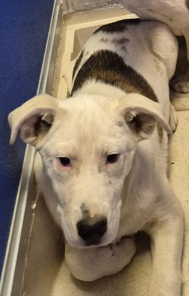 A baby medium-sized male Pit Bull Terrier dog named Adonis for adoption in Moriarty, NM