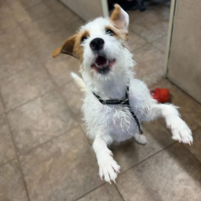 A young medium-sized female Mixed Breed dog named Reese's Pieces for adoption in Perkiomenville, PA