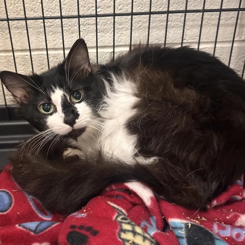 A young medium-sized male Black Domestic Long Hair cat named Rickity for adoption in Rocky Mount, VA