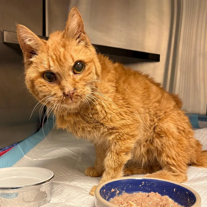A senior small-sized female Orange / Red Domestic Short Hair cat named EBHSStray for adoption in Brookfield, WI