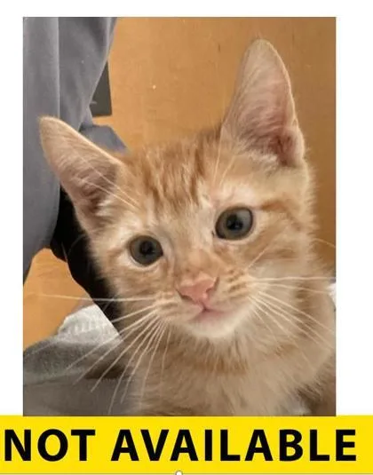 A baby small-sized male Domestic Short Hair cat named Cowboy for adoption in Eugene, OR